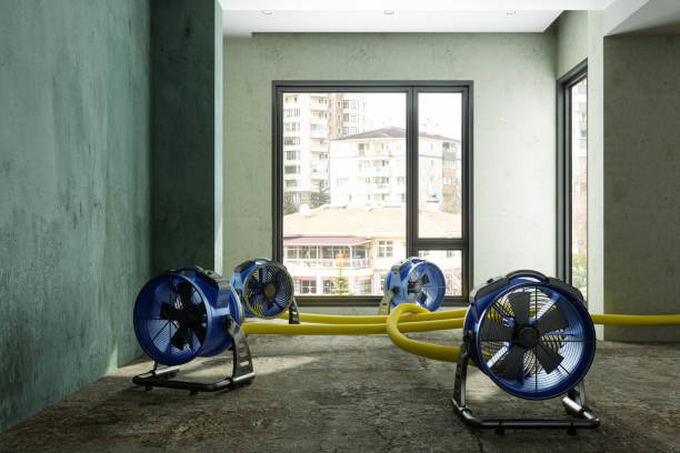 Best Professional water damage repair  in Lufkin, TX
